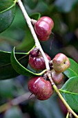 CAMELLIA JAPONICA APOLLO (FRUIT)