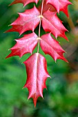 MAHONIA JAPONICA (AUTUMN COLOUR)