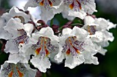 CATALPA BIGNONOIDES (INDIAN BEAN TREE)