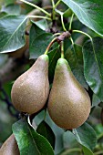 PEAR DOYENNE DU COMICE