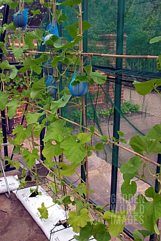 GROWING_MELONS_IN_GREENHOUSE_FROM_GROWBAGS