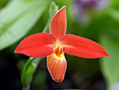 PHRAGMIPEDIUM BESSEAE VAR. DALESSANDROI X PHRAGMIPEDIUM BESSEAE MONT MILLAIS