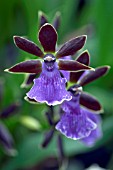 ZYGOPETALUM ADVANCE AUSTRALIA