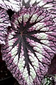 BEGONIA REX FIREWORKS