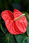 ANTHURIUM ANDREANUM