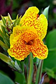 CANNA CLEOPATRA