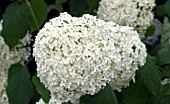 HYDRANGEA ARBORESCENS ANNABELLE