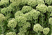 SEDUM TELEPHIUM MAXIMUM GOOSEBERRY FOOL