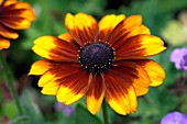 RUDBECKIA TOTO RUSTIC