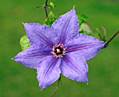 CLEMATIS WILLIAM KENNETT