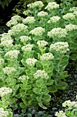 SEDUM SPECTABILE