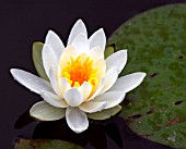 NYMPHAEA ODORATA MINOR