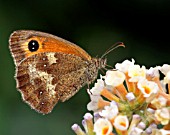 GATEKEEPER (PYRONIA TITHONUS)