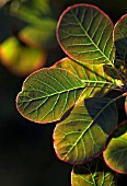 COTINUS COGGYGRIA ROYAL PURPLE