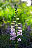 DIGITALIS PURPUREA CAMELOT LIGHT LAVENDER