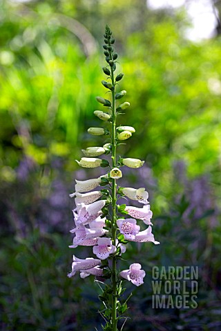 DIGITALIS_PURPUREA_CAMELOT_LIGHT_LAVENDER