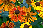 HELENIUM WALDTRAUT