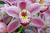 CYMBIDIUM GLENEAGLES,  LEWES DELIGHT