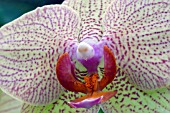 PHALAENOPSIS BROTHER LANCER