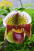 PAPHIOPEDILUM WINSTON CHURCHILL