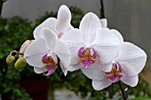 X DORITAENOPSIS DEVLIN