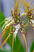 BRASSIA VERRUCOSA