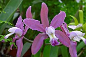 CATTLEYA BRASILIENSIS