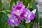 X BRASSOCATTLEYA ISLAND CHARM,  CARMELA