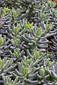 SEDUM PACHYPHYLLUM