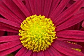 CHRYSANTHEMUM,  BULLFINCH