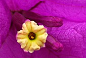 BOUGAINVILLEA,  PURPLE ROBE