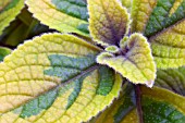 PLECTRANTHUS CILIATUS,  SASHA