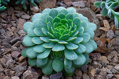 ECHEVERIA_X_DEROSA__HERTZBLUT