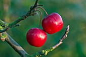 MALUS X ROBUSTA,  RED SENTINEL