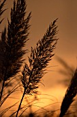 CORTADERIA SELLOANA,  PUMILA