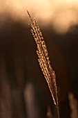 MISCANTHUS SINENSIS,  KLEINE SILBERSPINNE