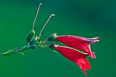 PENSTEMON,  LE PHARE