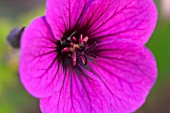 GERANIUM ANN FOLKARD