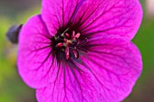 GERANIUM ANN FOLKARD