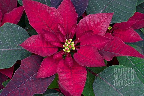 EUPHORBIA_PULCHERRIMA__CORTEZ_BURGUNDY