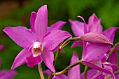 LAELIA GOULDIANA