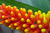 AECHMEA VICTORIANA