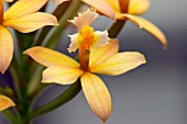 EPIDENDRUM ELONGATUM