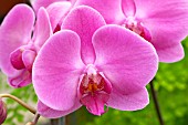 PHALAENOPSIS BROTHER JOHN, (ORCHID)