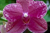 PHALAENOPSIS CARMELAS BRITE LITES X SALLY TAYLOR