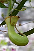 NEPENTHES VENTRICOSA