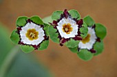 PRIMULA AURICULA,  LAVEROCK