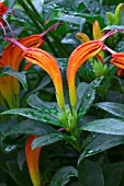 ESCHYNANTHUS, RUBENS