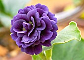 PRIMULA AURICULA,  MARIE CROUSSE