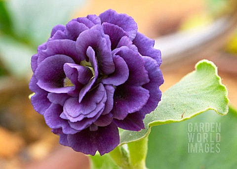 PRIMULA_AURICULA__MARIE_CROUSSE